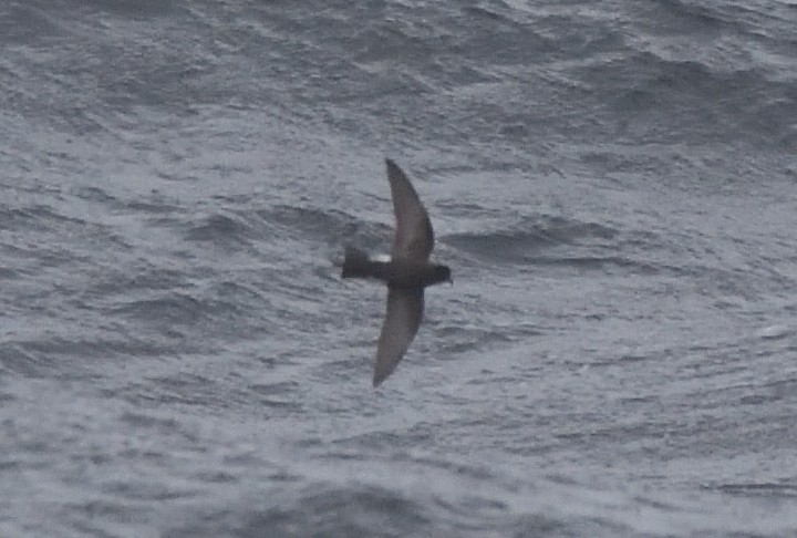 Buntfuß-Sturmschwalbe - ML647431804