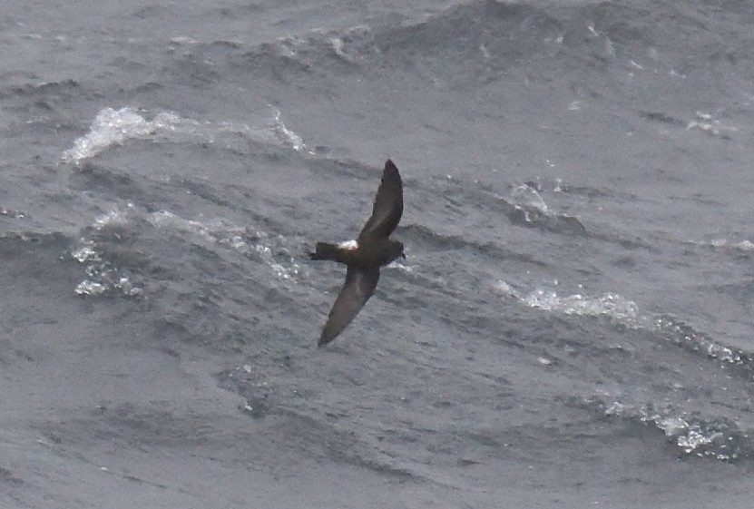 Buntfuß-Sturmschwalbe - ML647431805