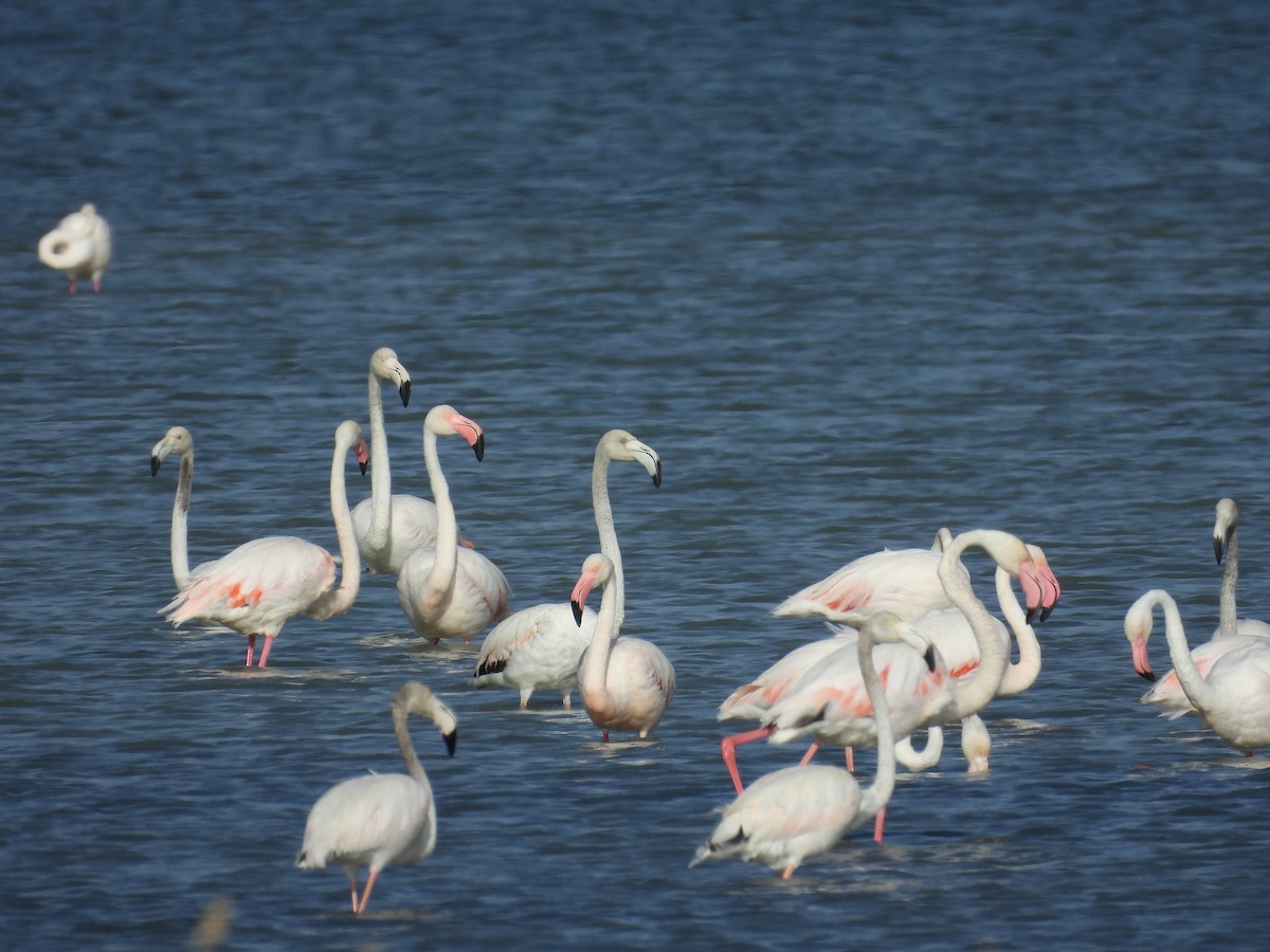 Flamant rose - ML647431807