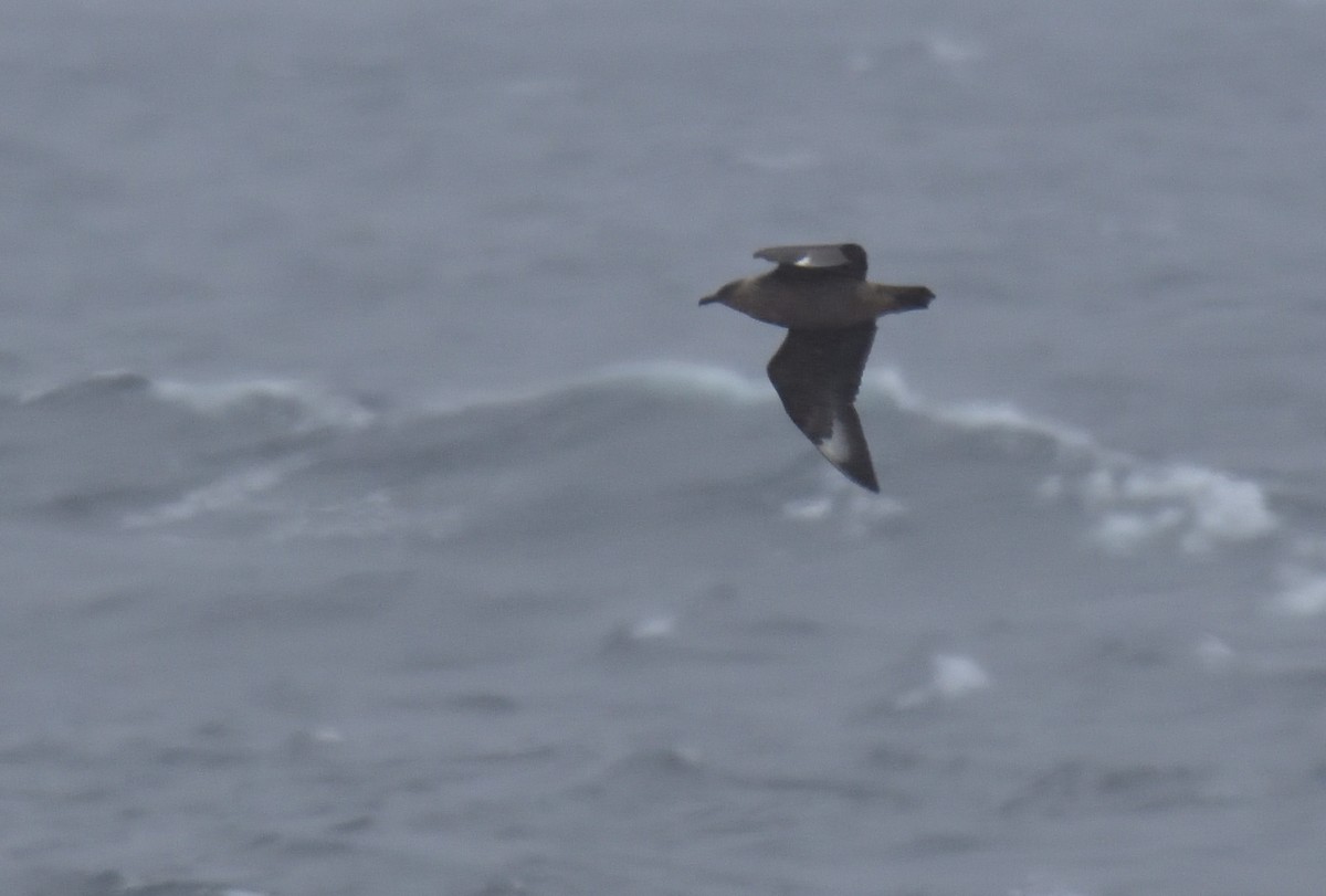 Chileskua - ML647431808