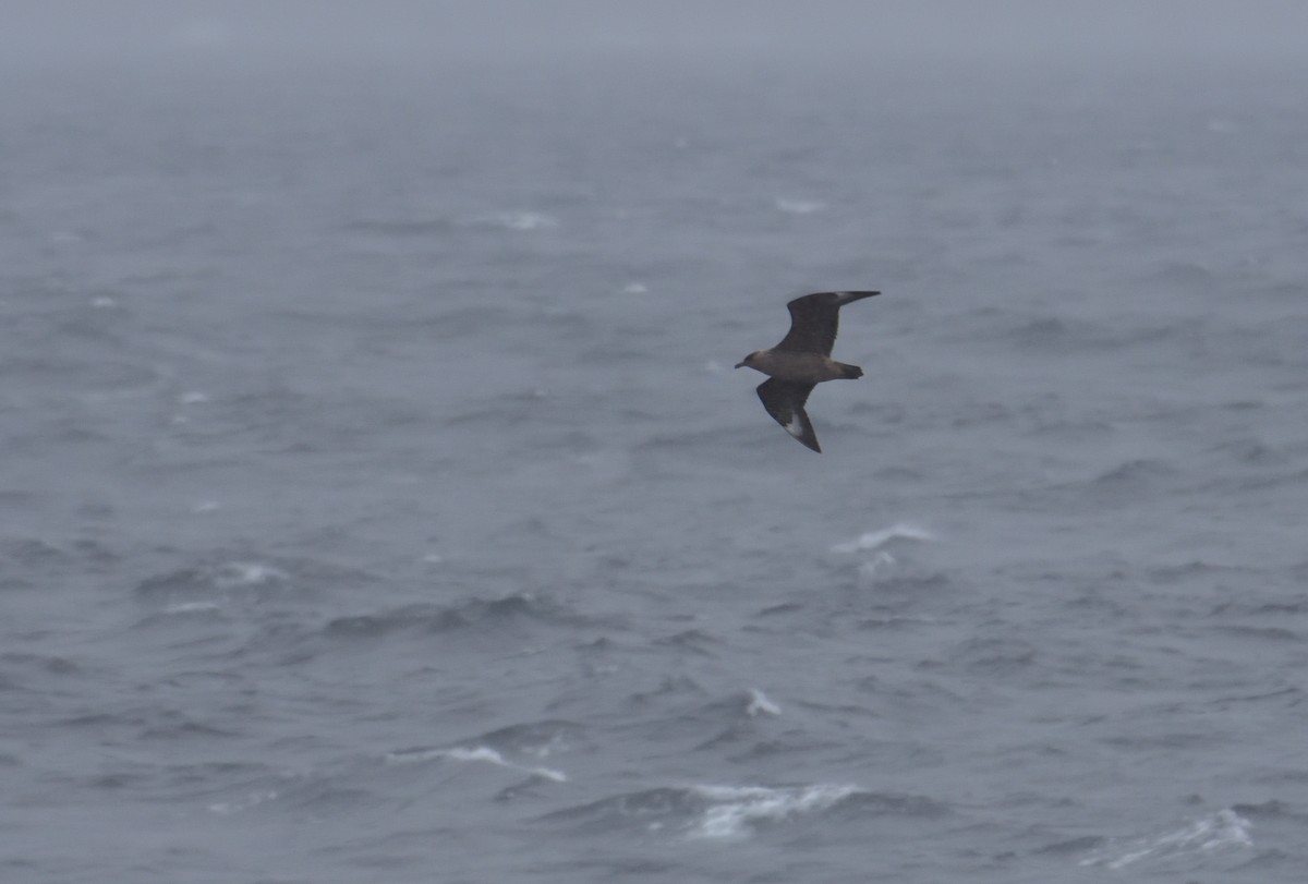 Chileskua - ML647431810