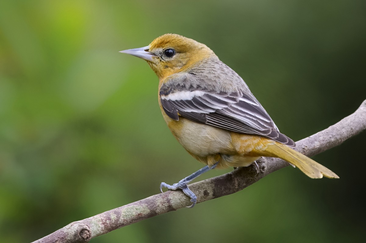 Балтиморский трупиал - ML647431811