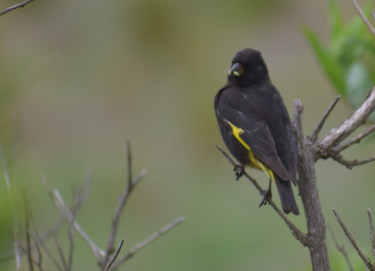 Black Siskin - ML647431812