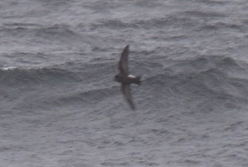 Buntfuß-Sturmschwalbe - ML647431815