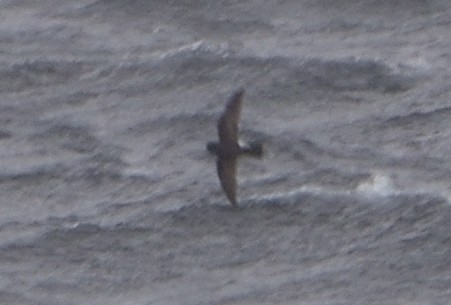 Buntfuß-Sturmschwalbe - ML647431816