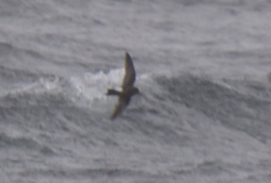 Buntfuß-Sturmschwalbe - ML647431817