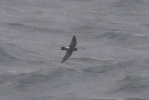 Buntfuß-Sturmschwalbe - ML647431818