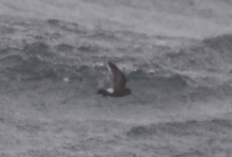 Buntfuß-Sturmschwalbe - ML647431819