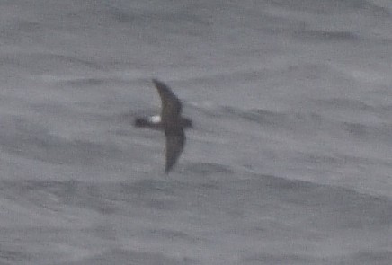 Buntfuß-Sturmschwalbe - ML647431820