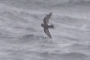 Buntfuß-Sturmschwalbe - ML647431821