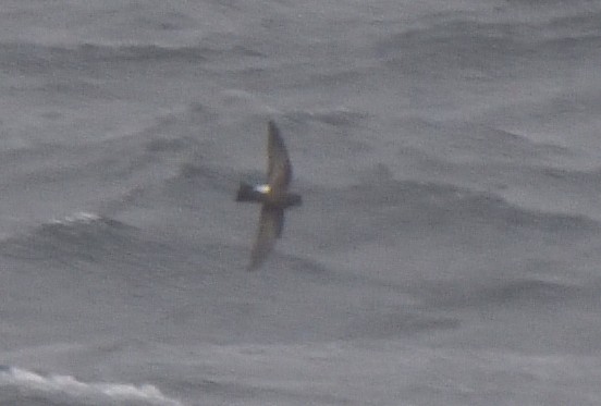 Buntfuß-Sturmschwalbe - ML647431822