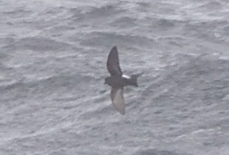 Buntfuß-Sturmschwalbe - ML647431823