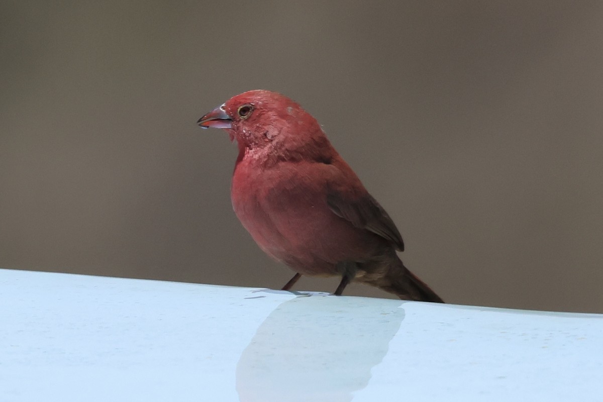 Amarante du Sénégal - ML647431832