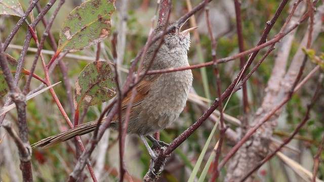 Western Bristlebird - ML647431841