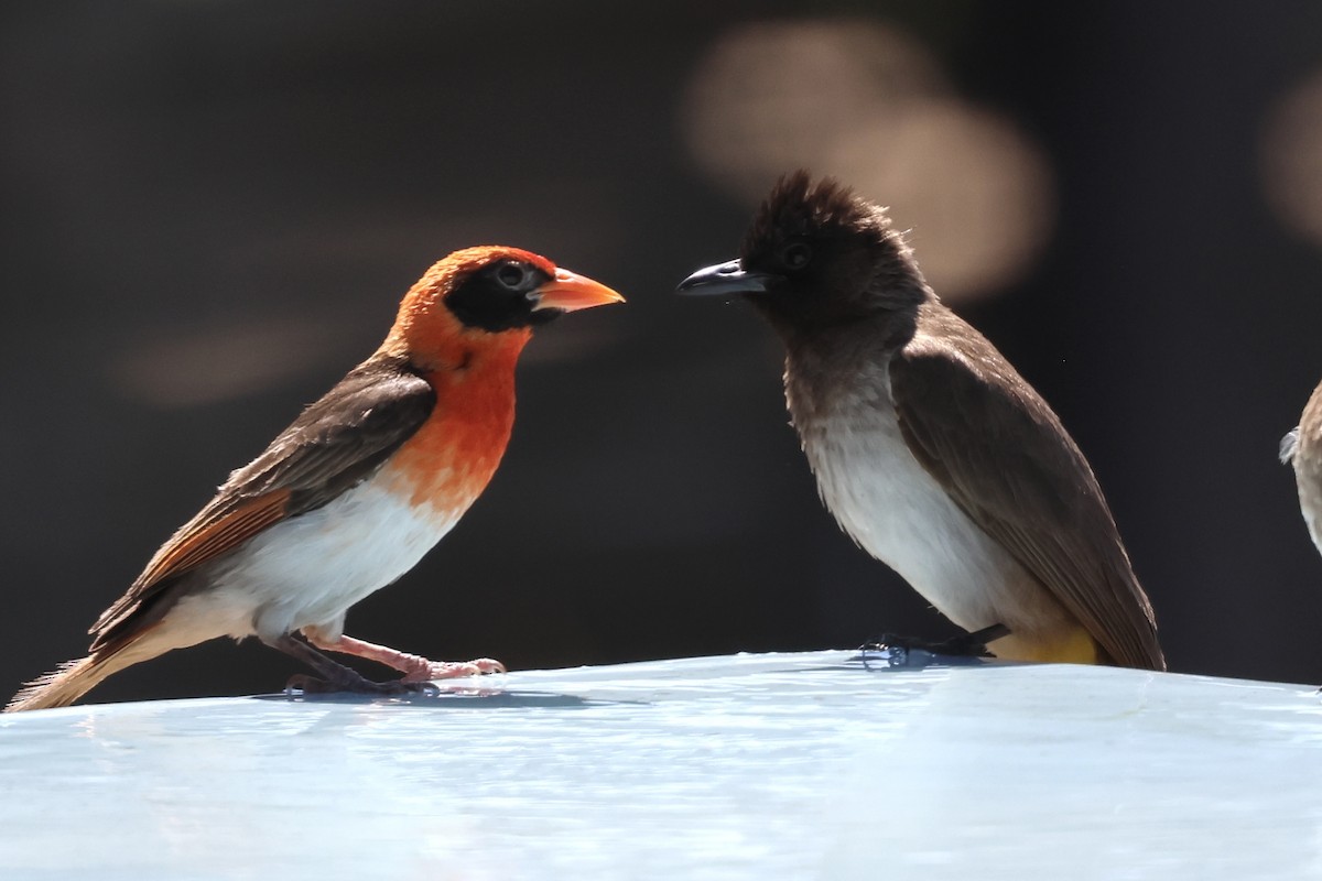 Bulbul des jardins - ML647431856