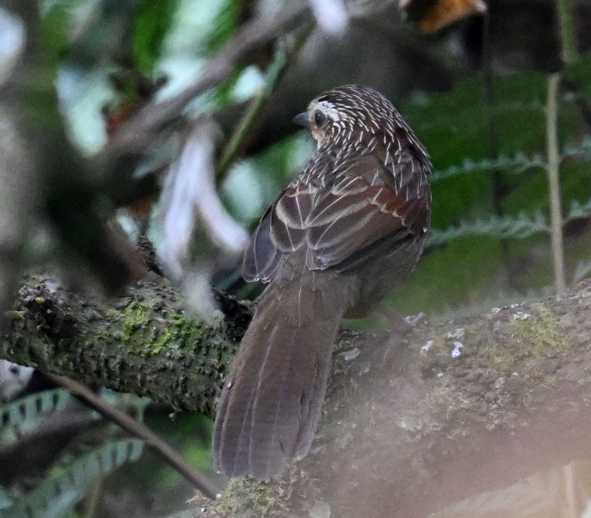 Striped Laughingthrush - ML647431884
