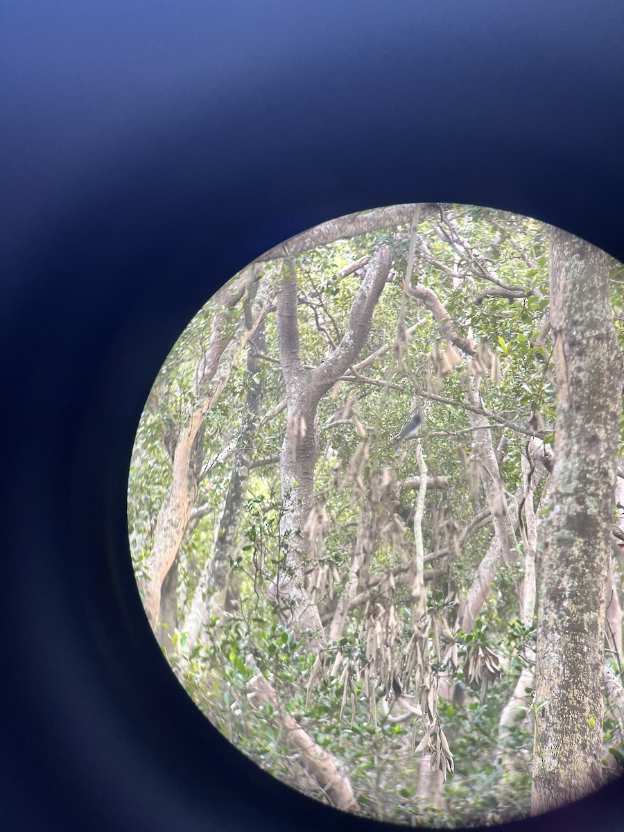 Leaden Flycatcher - ML647431892