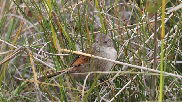 Western Bristlebird - ML647431933
