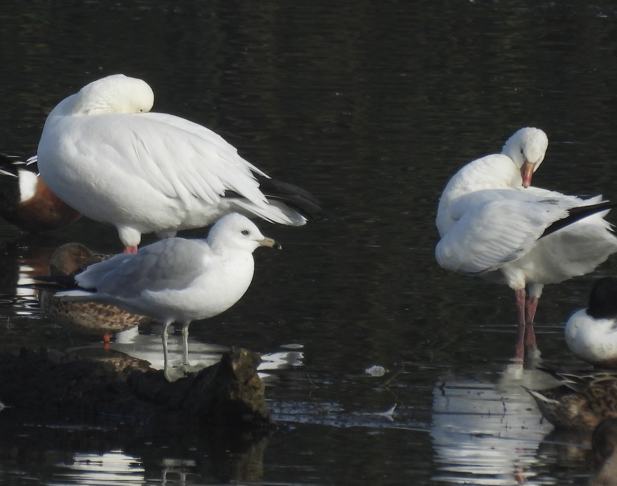 Zwergschneegans - ML647431943