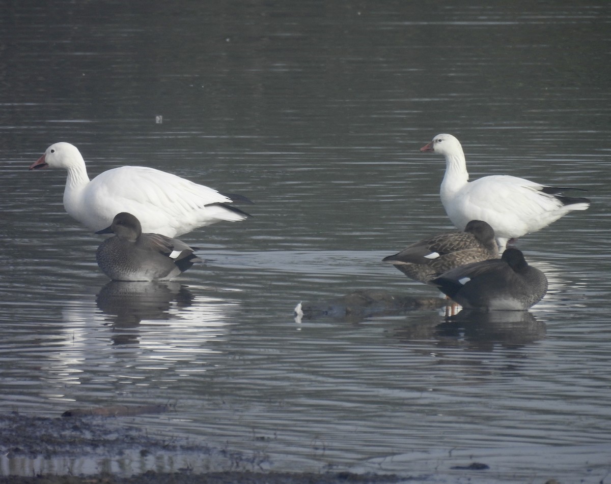 Zwergschneegans - ML647431944