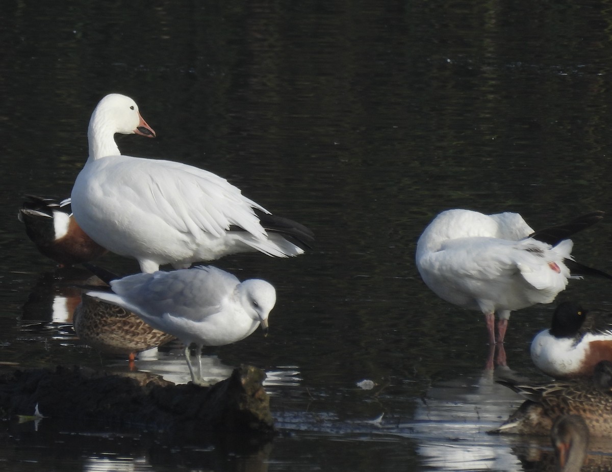 Schneegans - ML647431979