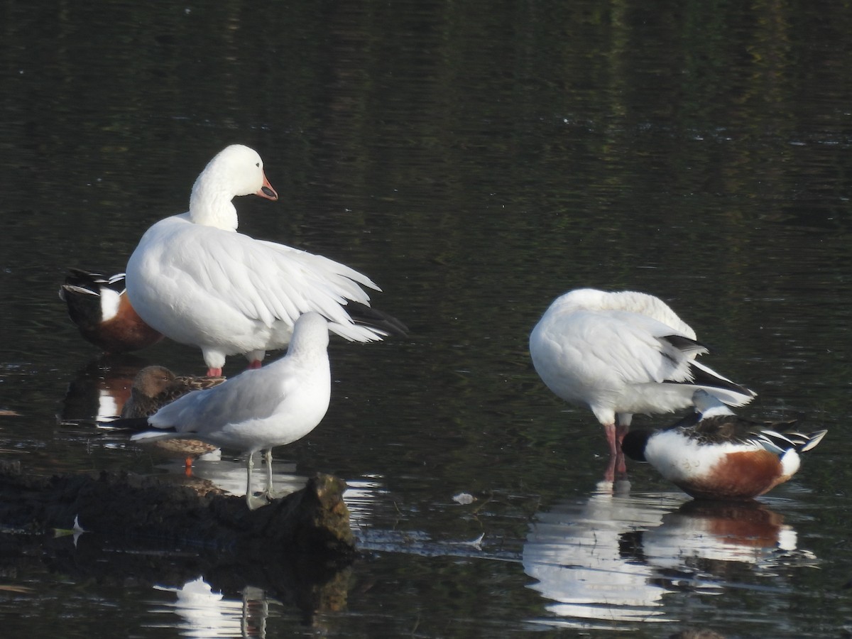 Schneegans - ML647431980