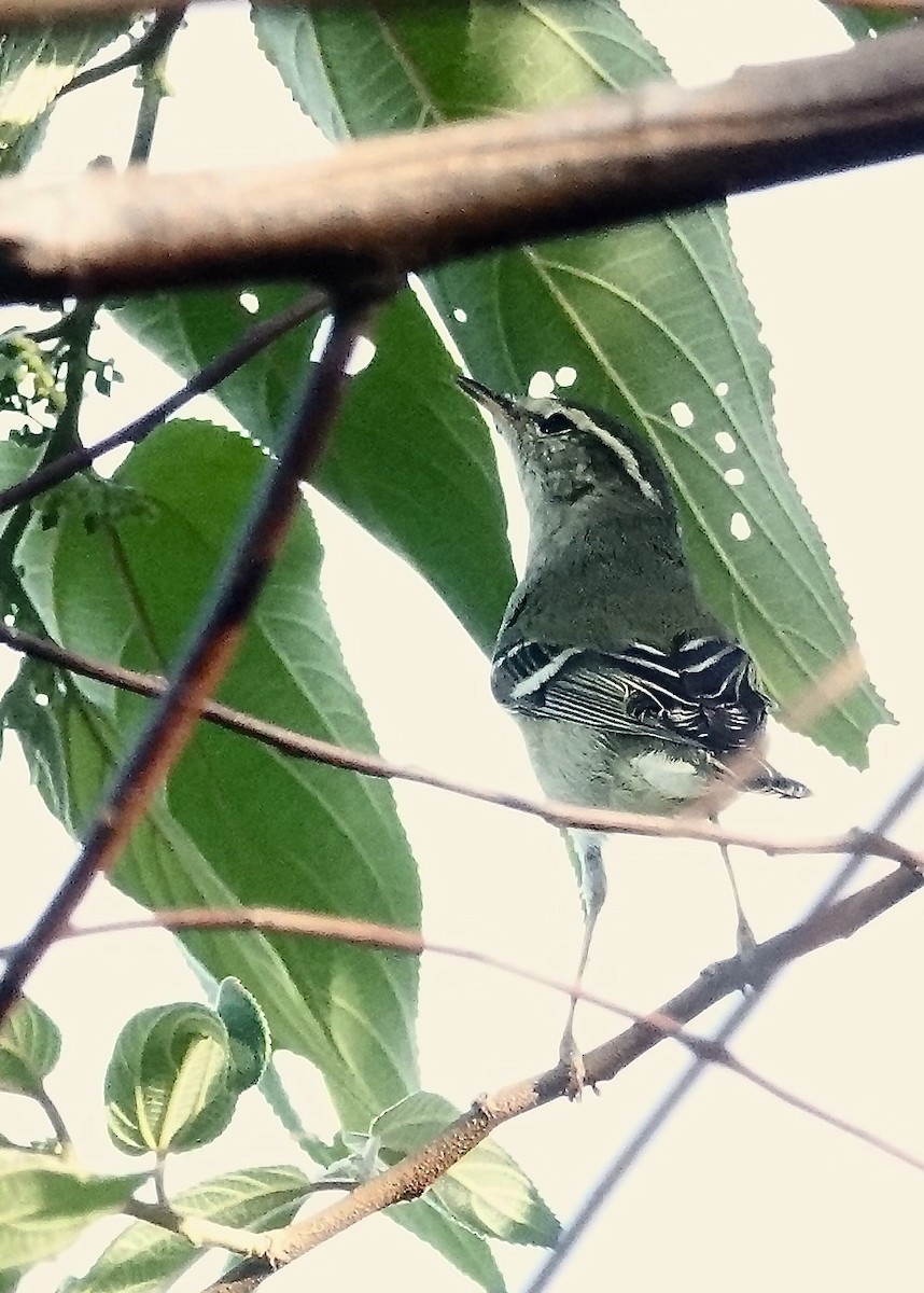 Yellow-browed Warbler - ML647431986