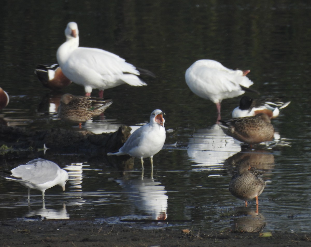 Ringschnabelmöwe - ML647431991