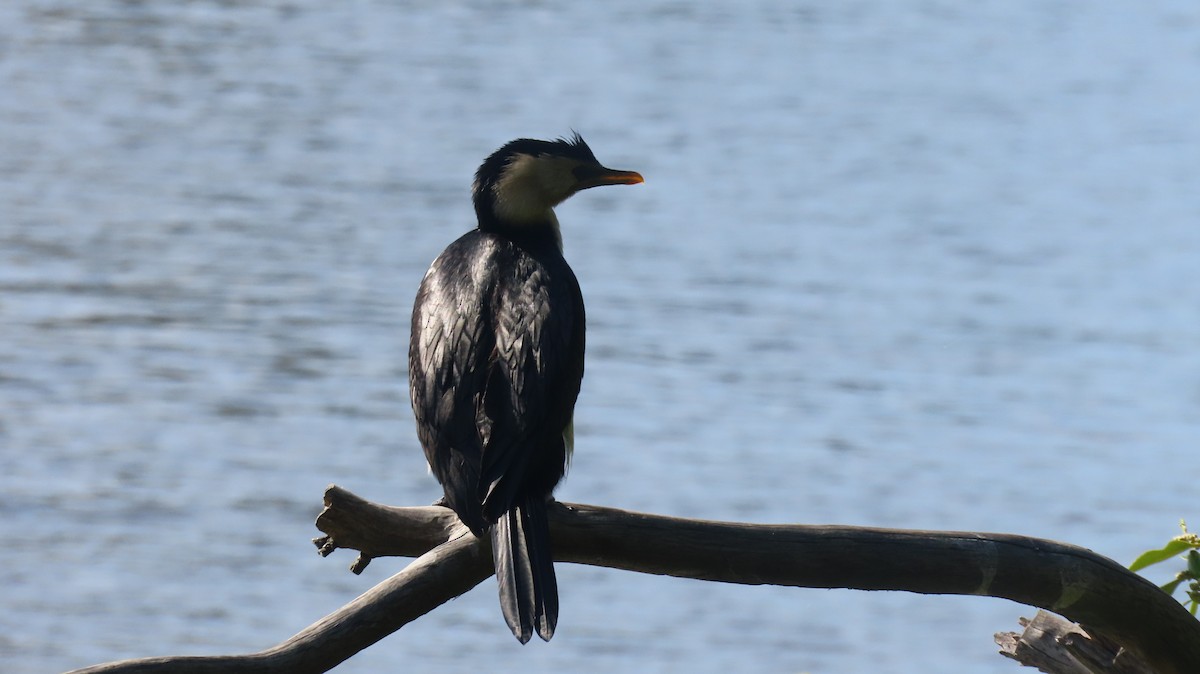 Little Pied Cormorant - ML647432003