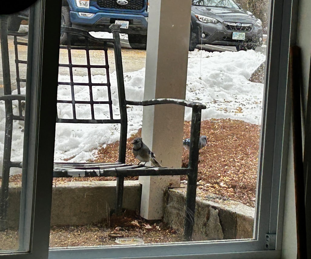 Blue Jay - ML647432014