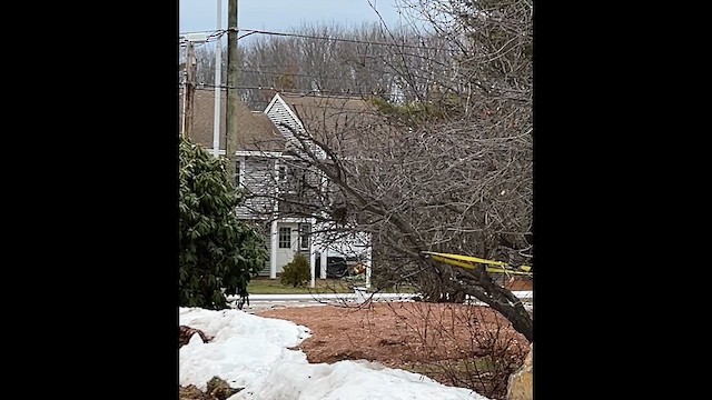 Tufted Titmouse - ML647432028