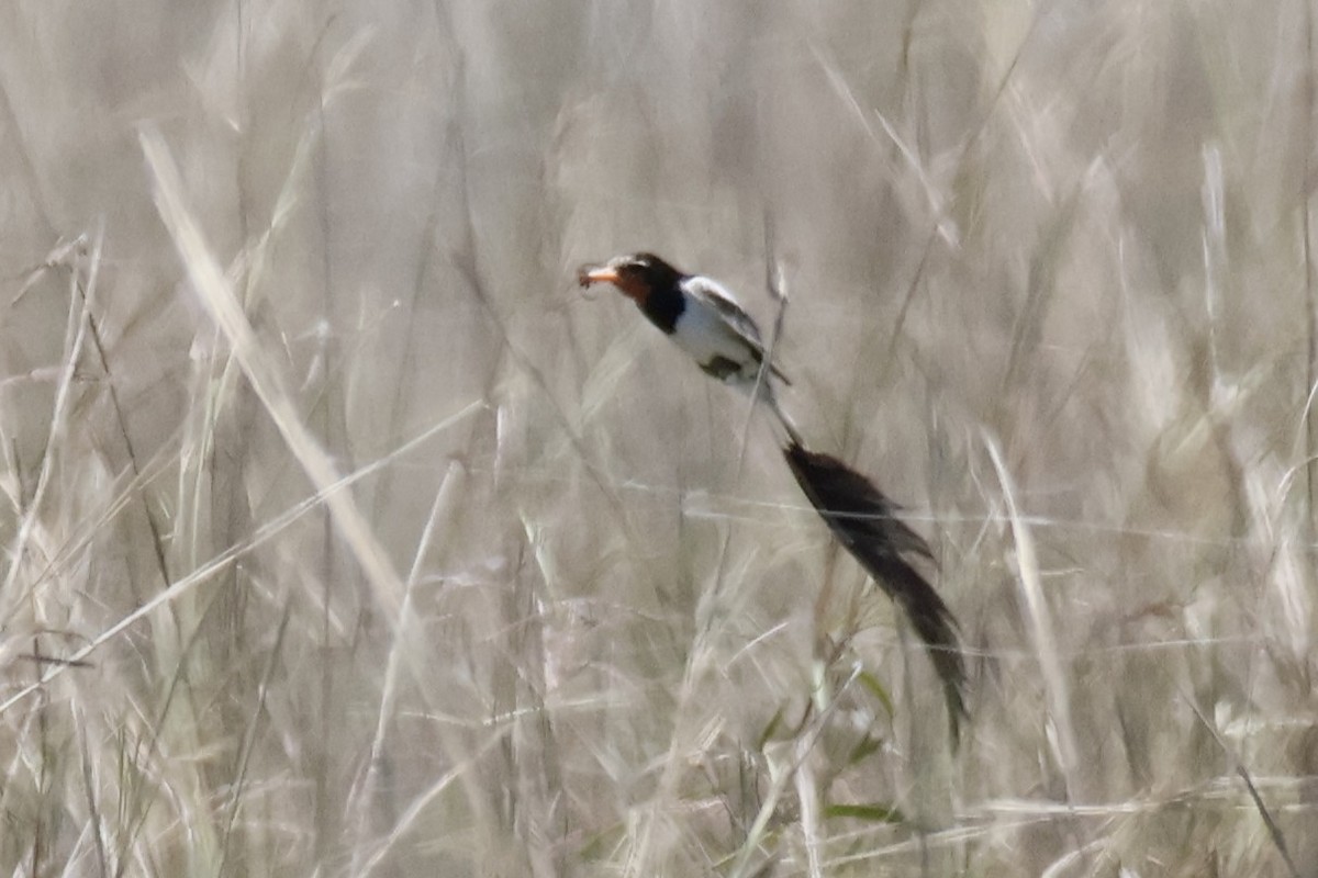 Strange-tailed Tyrant - ML647432035