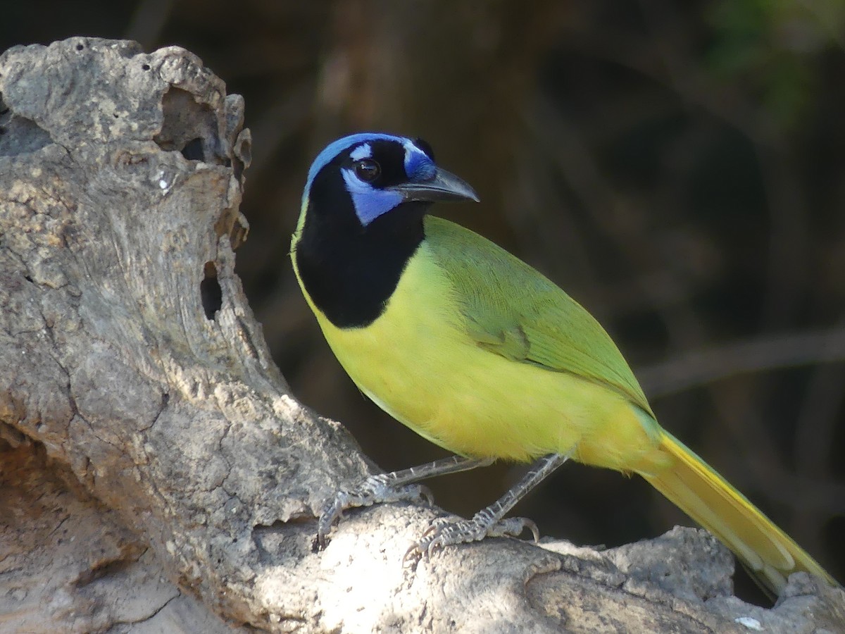 Inkablaurabe - ML647432042