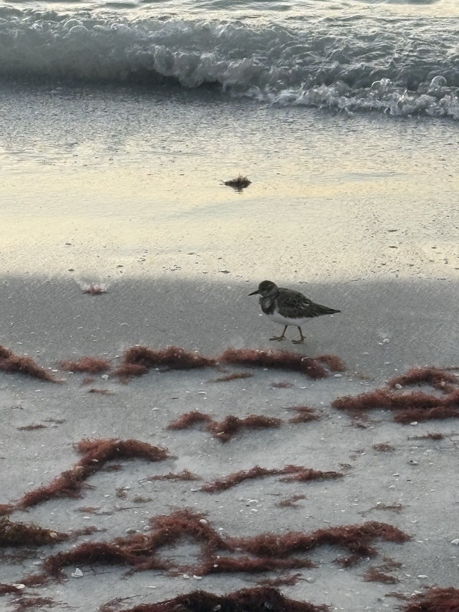 Крем'яшник звичайний - ML647432059