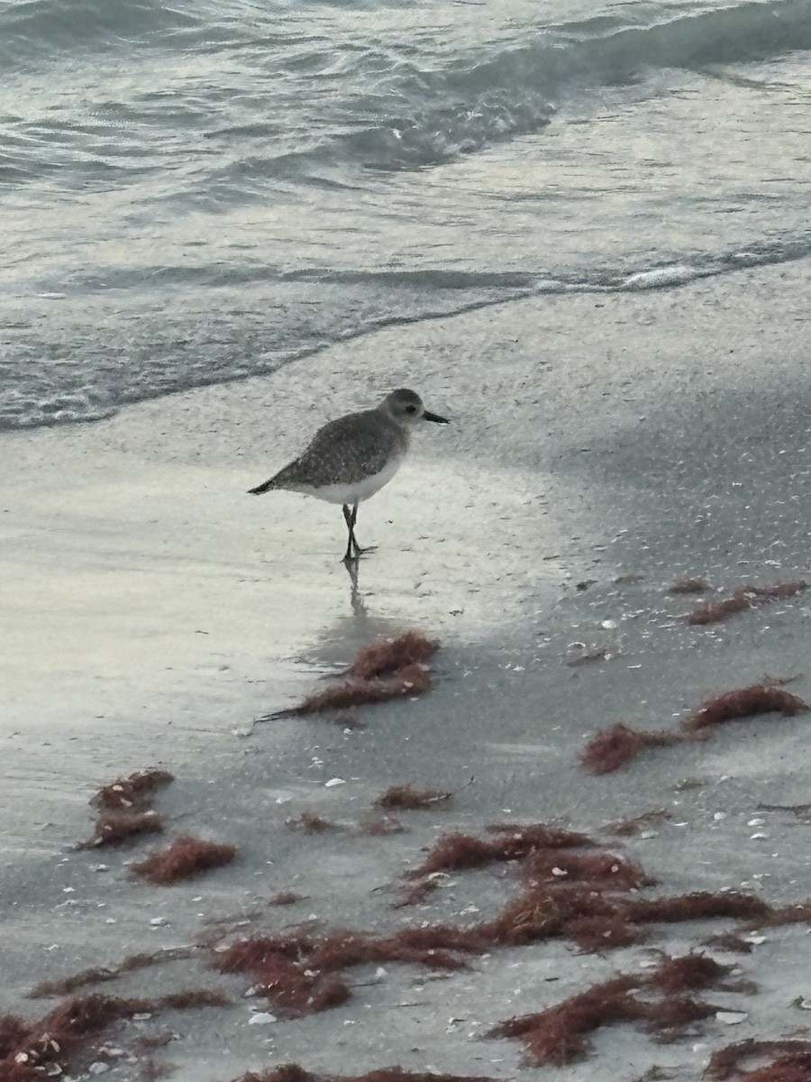 Сивка морська - ML647432065