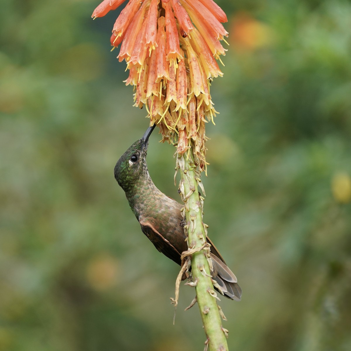 Fawn-breasted Brilliant - ML647432088