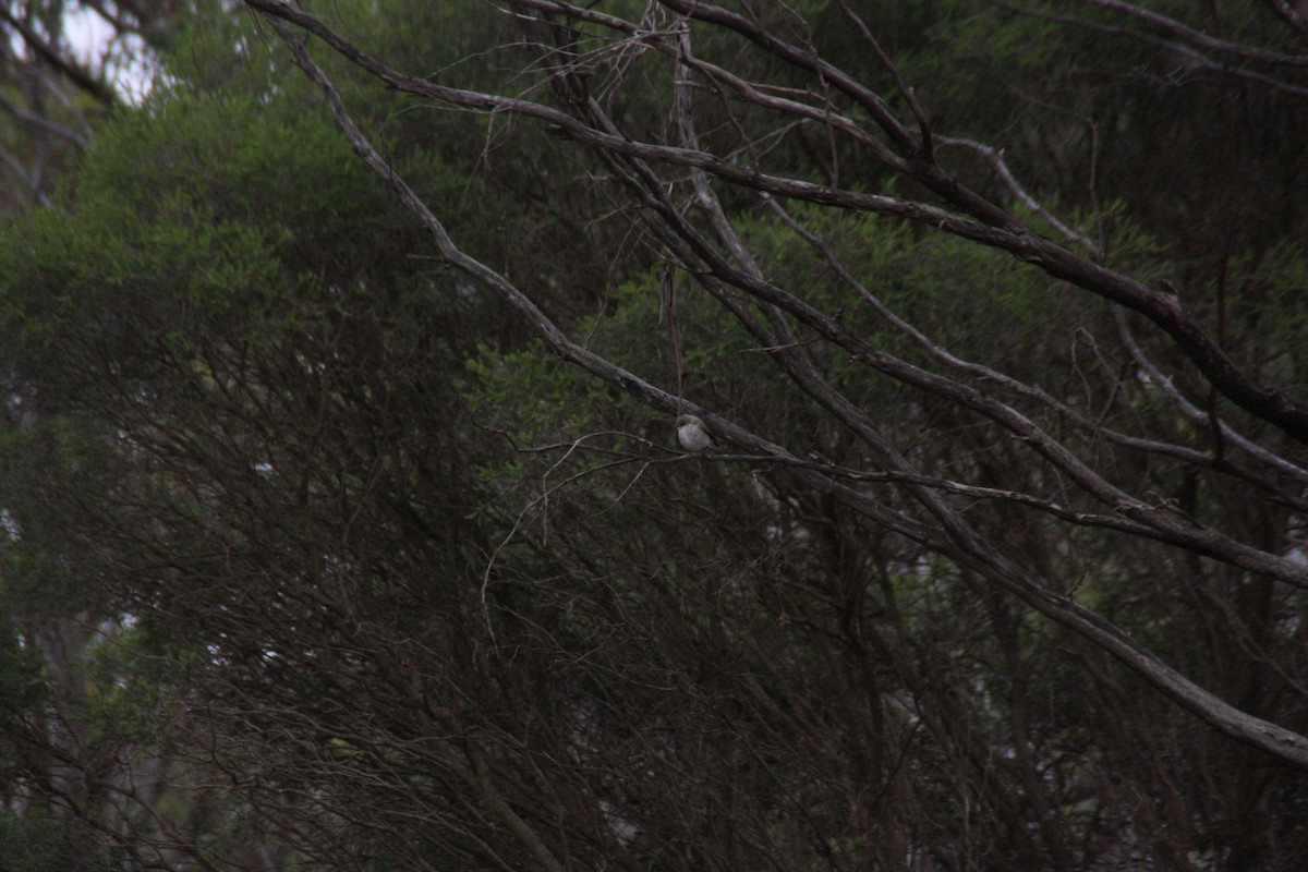 Avustalya Şakıcı Sinekkapanı - ML647432089