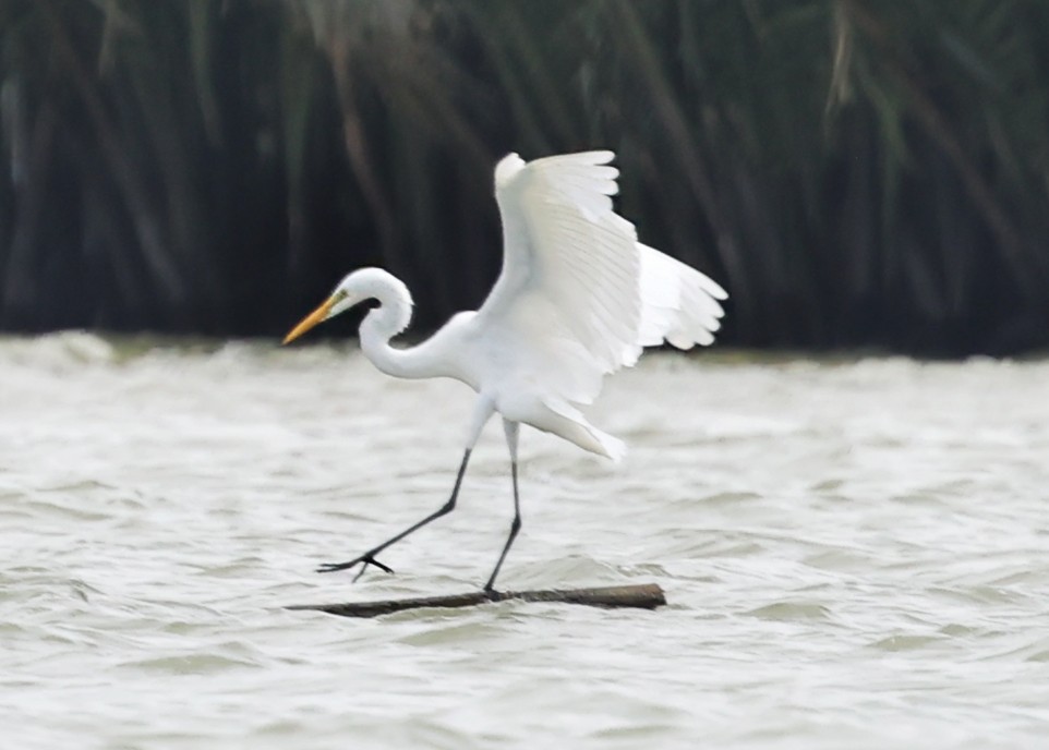 volavka bílá - ML647432113