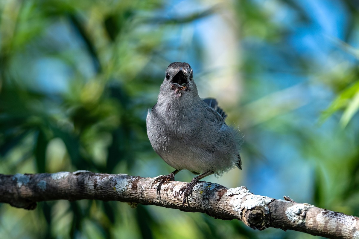 Gray Catbird - ML647432116