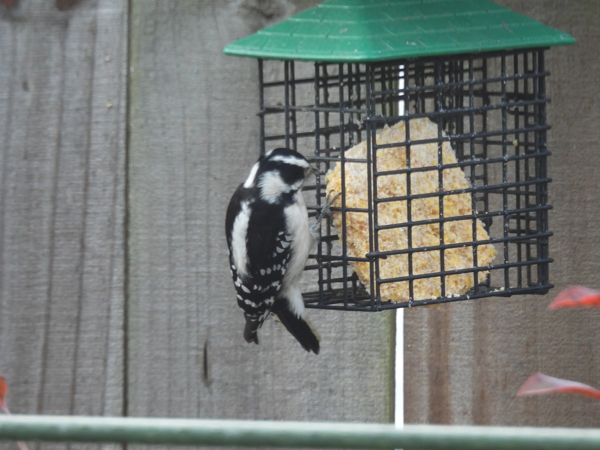 Pico Pubescente - ML647432127