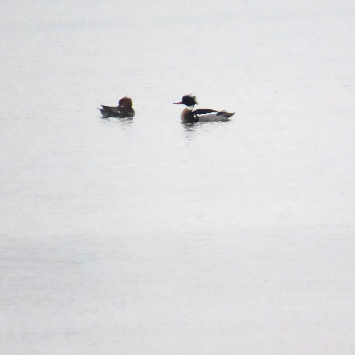 Serreta Mediana - ML647432133