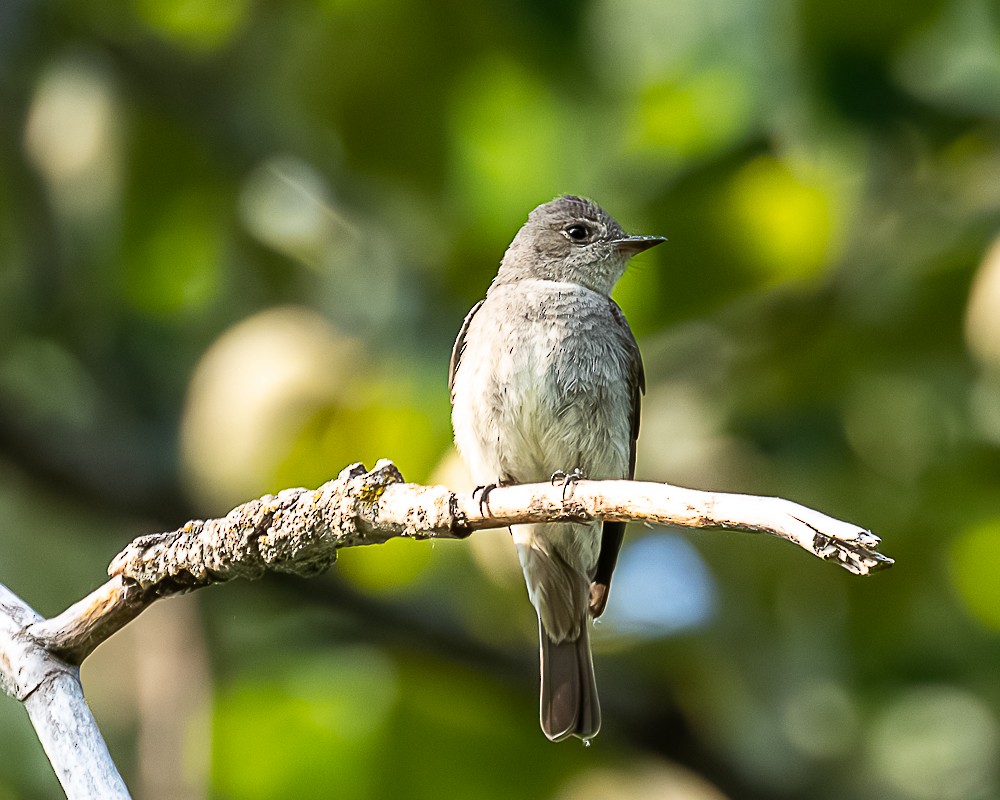 Pioui de l'Ouest - ML647432134