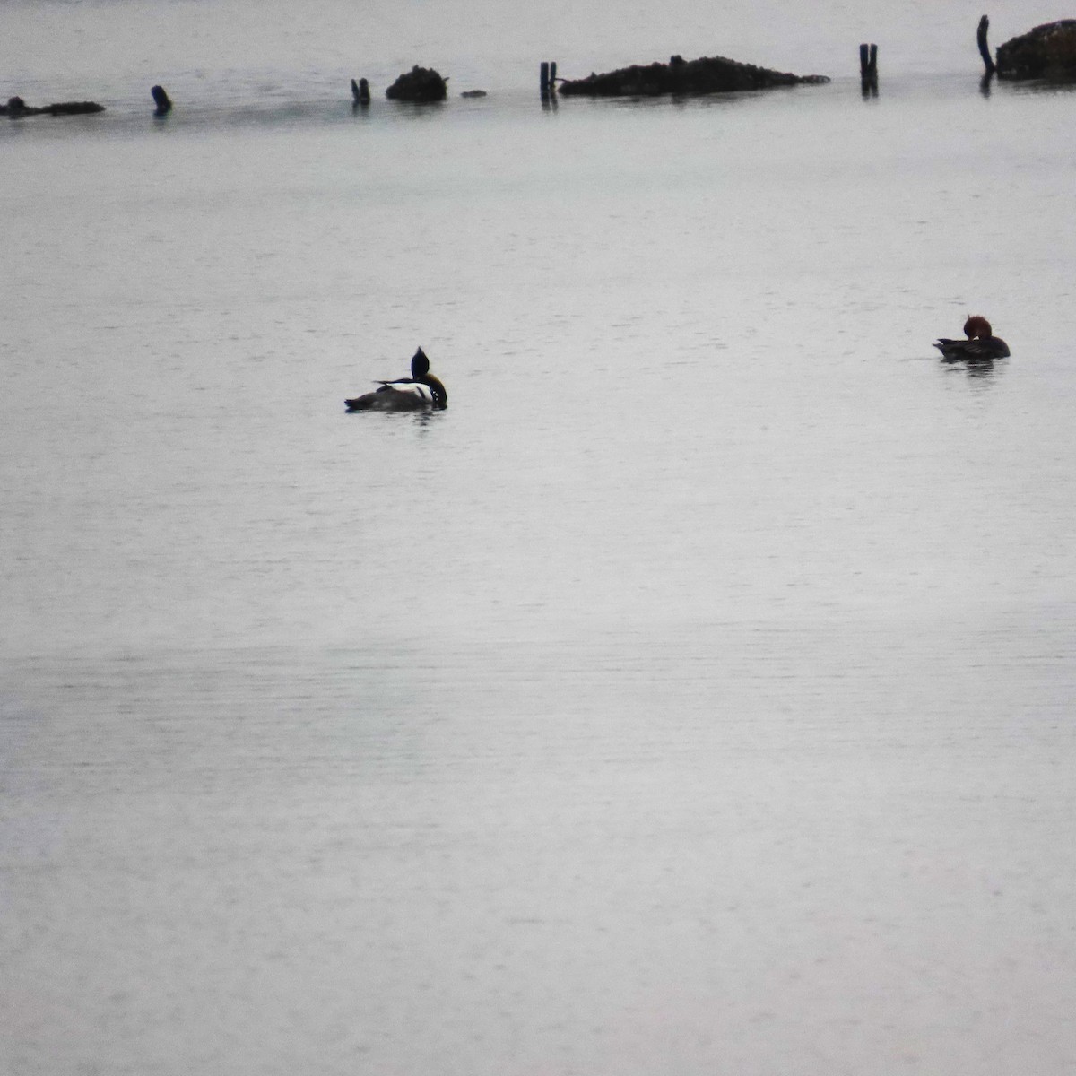 Serreta Mediana - ML647432135