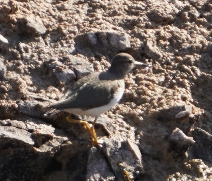 Benekli Düdükçün - ML647432156