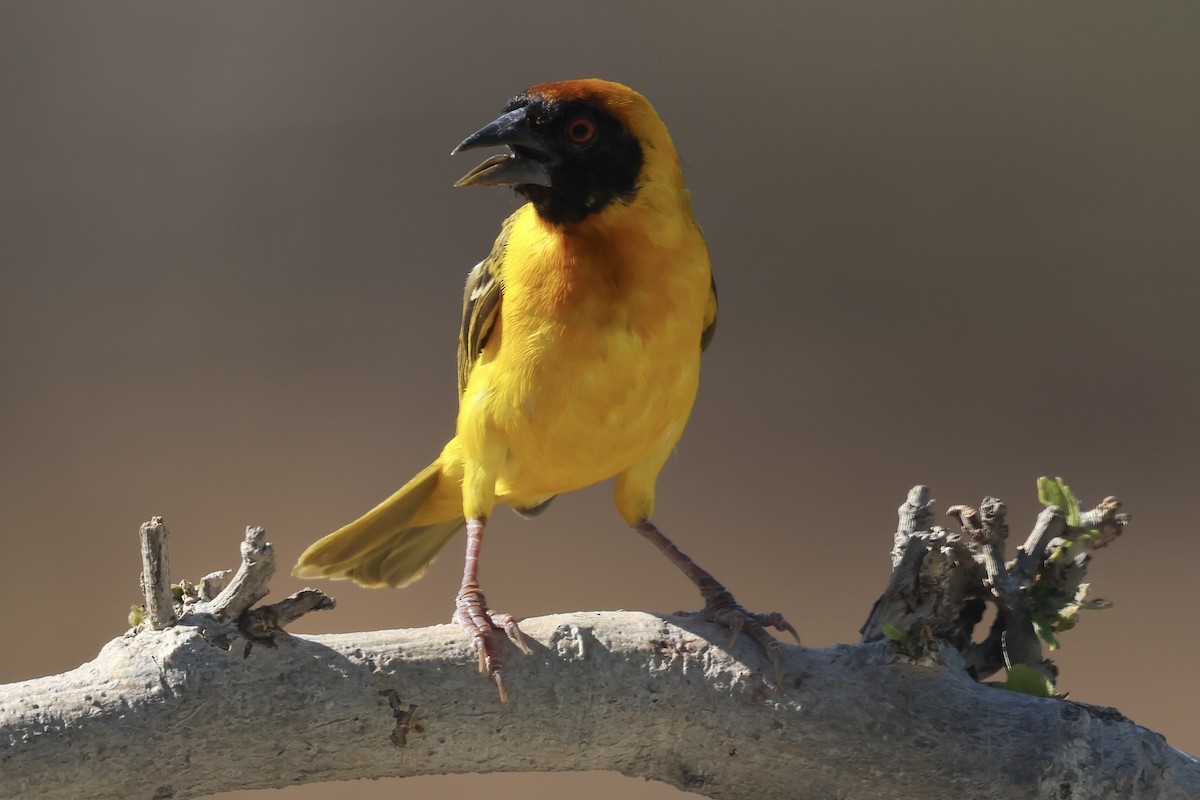 Tisserin vitellin - ML647432157