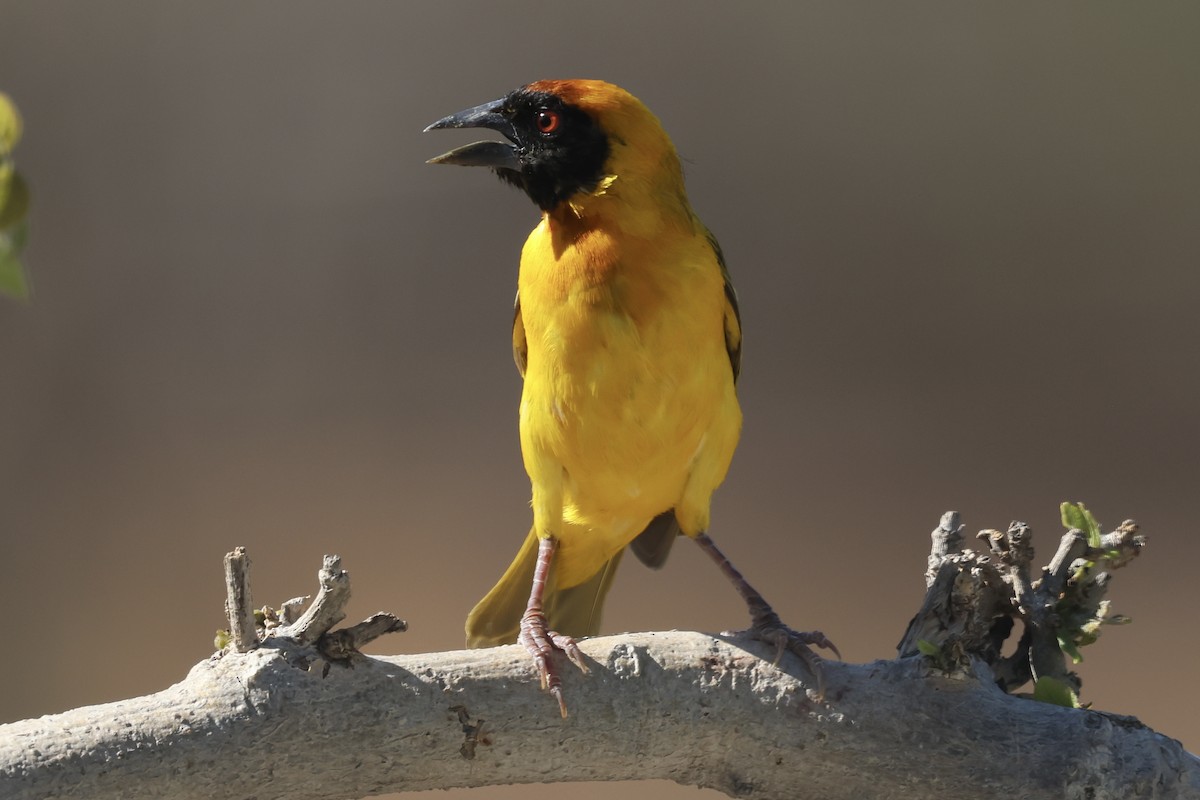 Tisserin vitellin - ML647432158