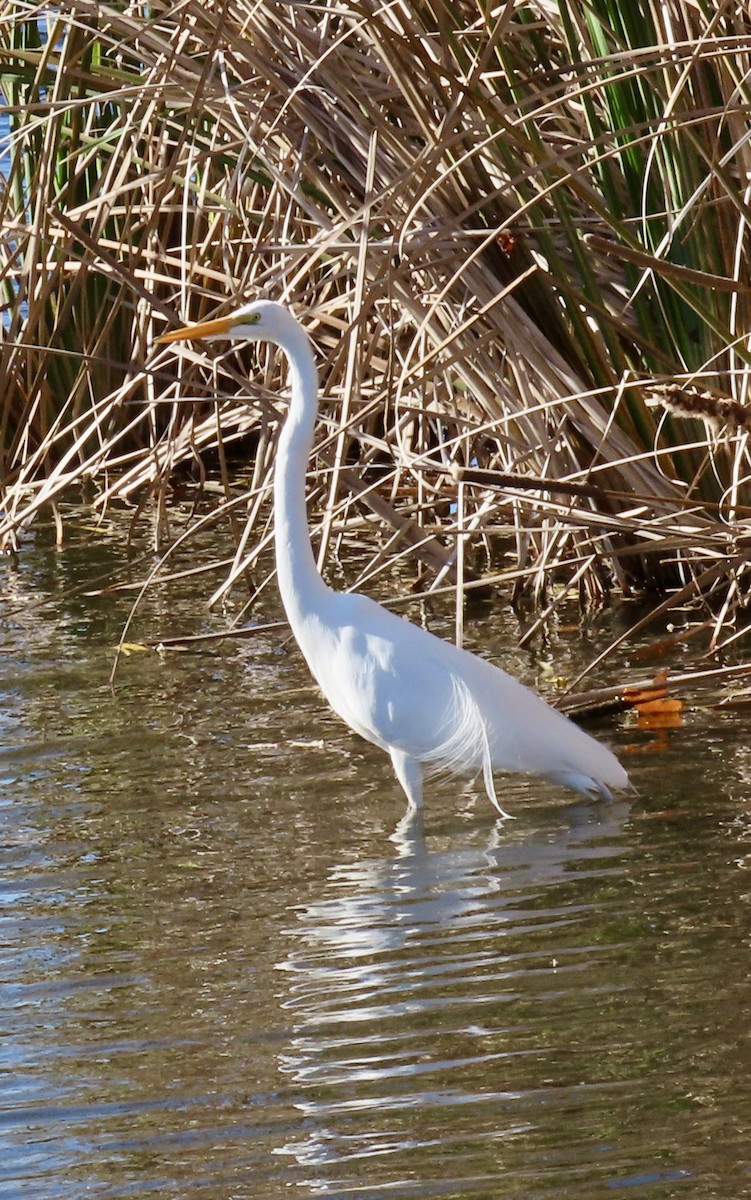 volavka bílá - ML647432178