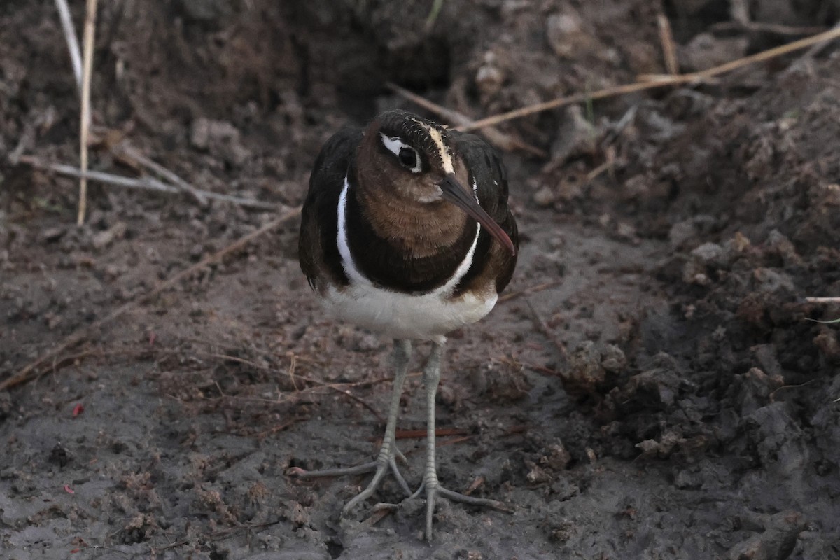 Rhynchée peinte - ML647432184