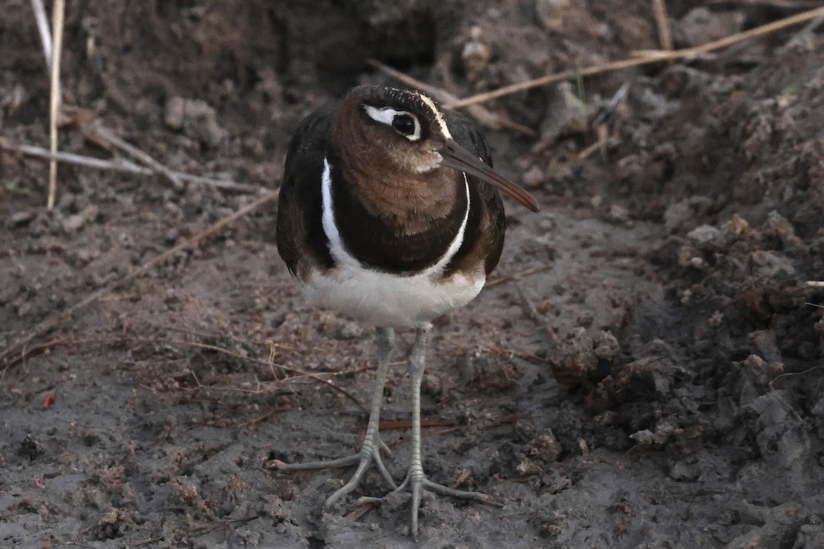 Rhynchée peinte - ML647432185