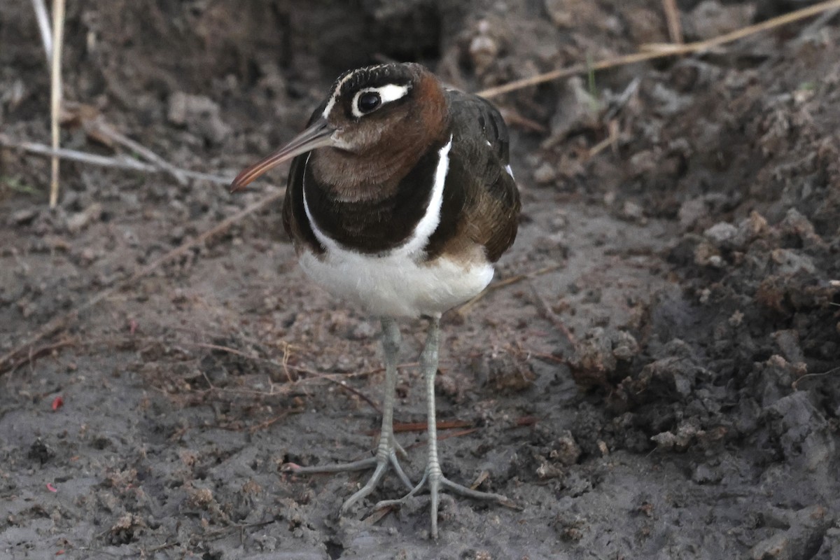 Rhynchée peinte - ML647432186